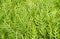 The Horizontal of Polypodium Diversifolium Textured Background