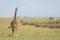 Horizontal portrait of an adult giraffe standing in grassy plains of Masai Mara in Kenya