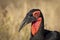 Horizontal portrait of an adult ground horn bill in Kruger Park in South Africa