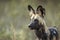 Horizontal portrait of an adult wild dog watching prey in Khwai in Botswana