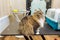 Horizontal portrait of beautiful Cat maincoon sitting on the grooming table near the pet carrier