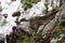 horizontal portrait of a group of vultures disputing their carrion, the carcass of a fallen sheep. the leader of the group brings