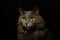 Horizontal portrait image of longhair gray domestic cat against  black background