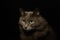 Horizontal portrait image of longhair gray domestic cat looking down and left against  black background