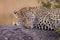 A horizontal portrait of a leopard`s face resting on its paws lying on a tree branch in Masai Mara Kenya