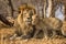 Horizontal portrait of male lion with big mane and a baby lion standing next to him in Kruger National Park South Africa