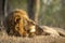 Horizontal portrait of a male lion looking towards setting sun in Kruger Park in South Africa