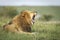 Horizontal portrait of a male lion yawning in Masai Mara in Kenya