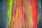 Horizontal Rainbow Eucalyptus Tree Bark