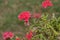 Horizontal Red Verbena with foliage