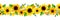 Horizontal seamless border with yellow sunflowers. Vector illustration.