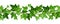 Horizontal seamless garland with ivy leaves. Vector illustration.