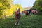 Horizontal shot of beautiful Haflinger horses in the paddock