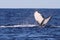 Horizontal shot of a beautiful whale tail in a calm body of water