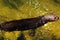 Horizontal shot of a brown mink swimming in yellowish water with the head above the surface