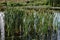 Horizontal shot of bulrushes, cattails growing in a swamp
