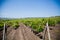 Horizontal shot of central european vineyard