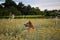 Horizontal shot of a field of everlasting flowers with a brown dog in Istria, Croatia