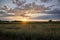 Horizontal shot of a field of everlasting flowers at sunset with  beautiful puffy clouds