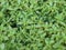 Horizontal shot of growing green mint leaves