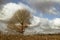 Horizontal shot of a lonely bare tree in a field with dry grass taking the last breath