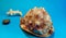 Horizontal shot of a nutmeg seashell with a few small seashells on a blue surface