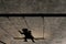 Horizontal shot of the shadow of a child on a swing on a grey wall