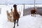 Horizontal shot of tall dominant brown alpaca standing staring intently