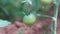 Horizontal shot of a tiny unripe green tomato on a blurred background of a green garden