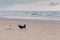 Horizontal shot of two dogs meet on beach, pose against sea and sky background, enjoy walk, run on sand. Animals concept