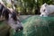 Horizontal shot of two horses eating hay from the net of a slow feeder.