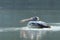 Horizontal shot of a white and black pelican swimming on the surface of the lake