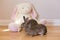 Horizontal side view photo of two adorable brown adult bunny rabbits