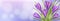 Horizontal spring banner with purple crocus flower