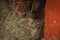 This horizontal stock image has chicken on her nest of straw, with barn boards in the background