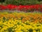 Horizontal stripes flower field in the cloudy day
