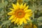 Horizontal Sunflower in a Field West of Salem, Oregon