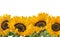 Horizontal sunflower line isolated on white background