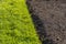 Horizontal texture of green lawn grass bluegrass meadow with seeds and black soil