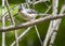 A horizontal of tufted titmouse bird perched on a limb with a green background