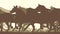 Horizontal vector illustration silhouette herd of horses.