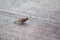 Horizontal view, 6 sparrows on a concrete road with white and black