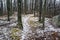 Horizontal View of the Appalachian Trail in the Winter
