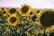 Horizontal view of beautiful sunflower fields on a nice day