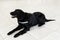 Horizontal view of a black dog for drug detection at the airport on the floor