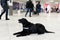 Horizontal view of a black dog for drug detection at the airport on the floor, blurred people background