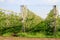 Horizontal view of a blooming apple orchard in spring. World of beauty.