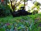 Horizontal view of Bright green grass blades. lawn. Pitch black dog lying on her back with legs in the air. Plants surrounding