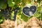 Horizontal View of Close Up of Blackboard with the sentence Made in Italy in Blurred Plantation of Black Wine Grapes at Midday in