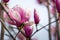 Horizontal View of Close Up of Flowered Magnolia Branch On Blur